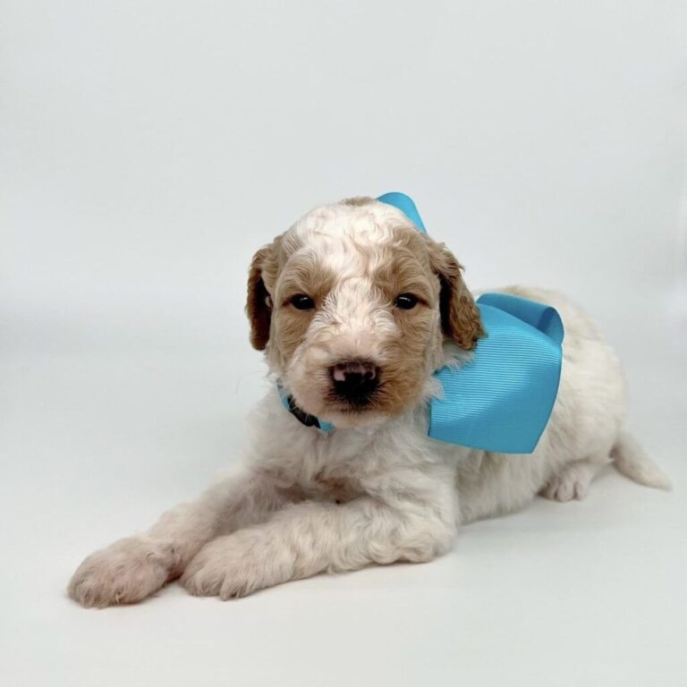 Exploring Mini Goldendoodles For Sale Near Me