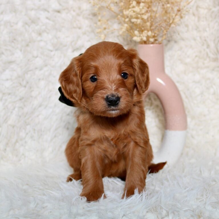 The Adorable Mini Goldendoodle: A Perfect Blend of Cuteness and Companionship